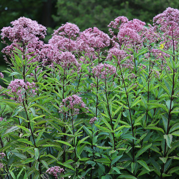 A group of purple Joe-Pye Weed wildflowers in bloom.